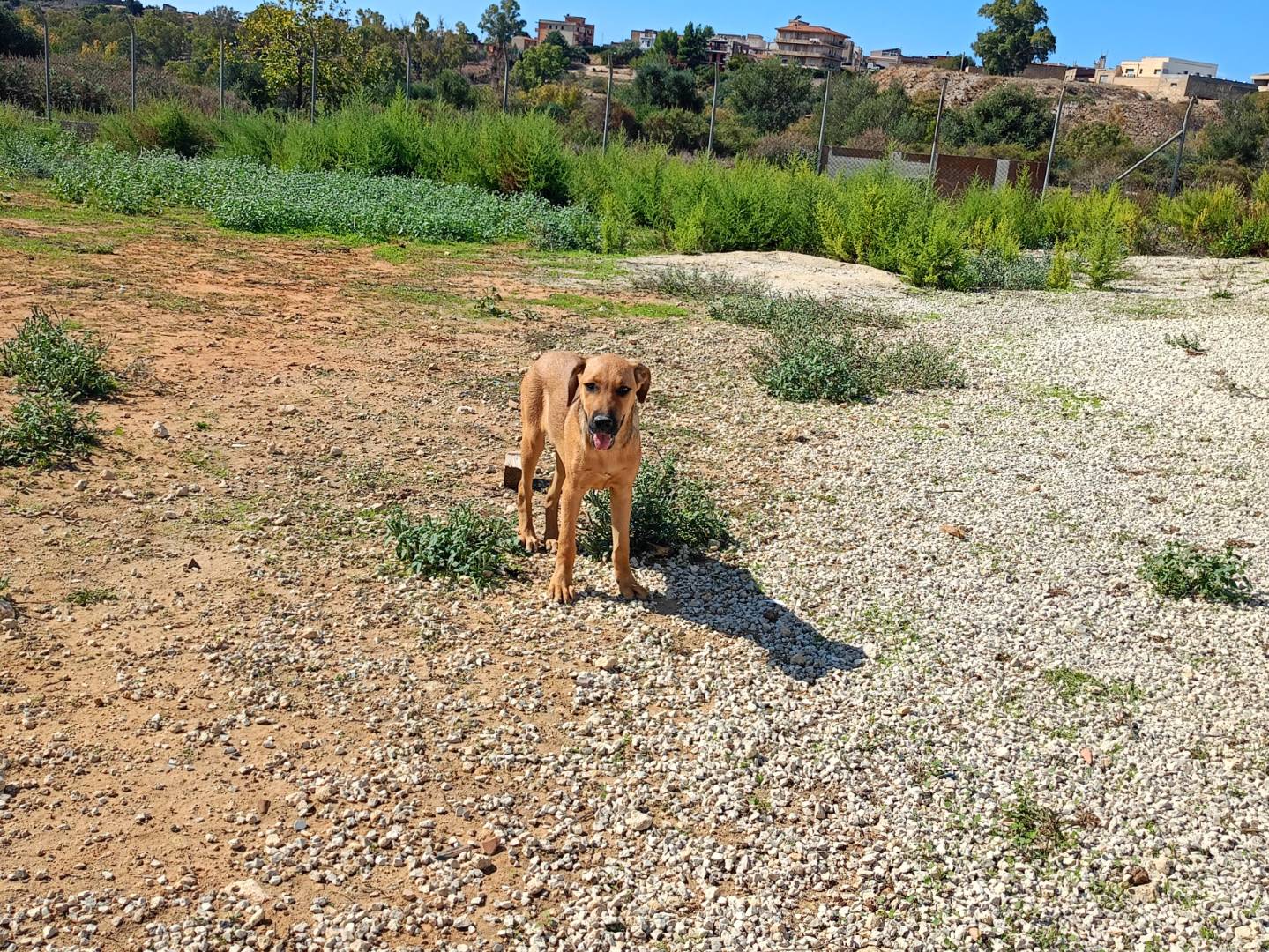 Adozione cane, femmina, Razza sconosciuta Razza sconosciuta, 5 mesi, taglia media, Ragusa