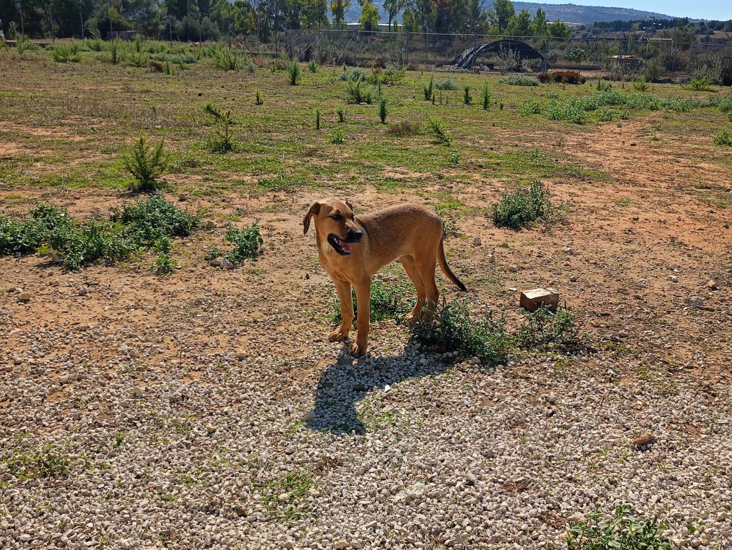 Adotta un cane, femmina, 5 mesi, Ragusa