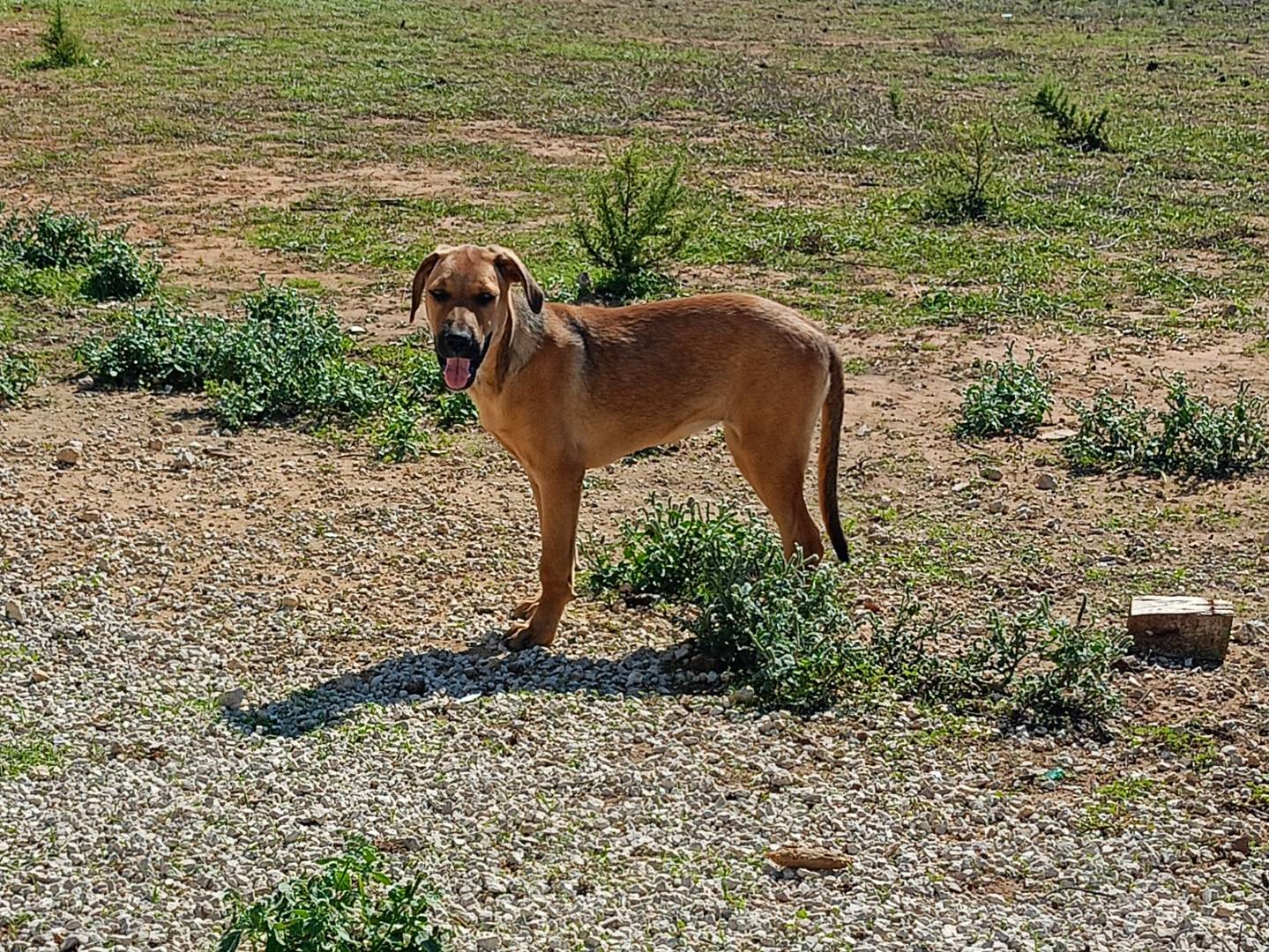 Adotta un cane, taglia media, femmina, Ragusa