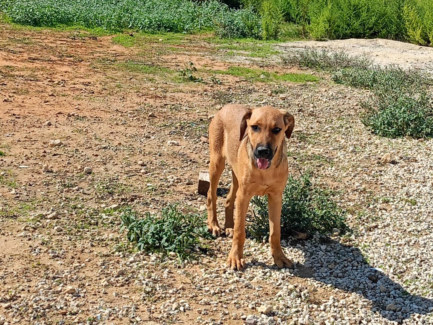 Adozione cane, femmina, Razza sconosciuta Razza sconosciuta, 5 mesi, taglia media, Ragusa