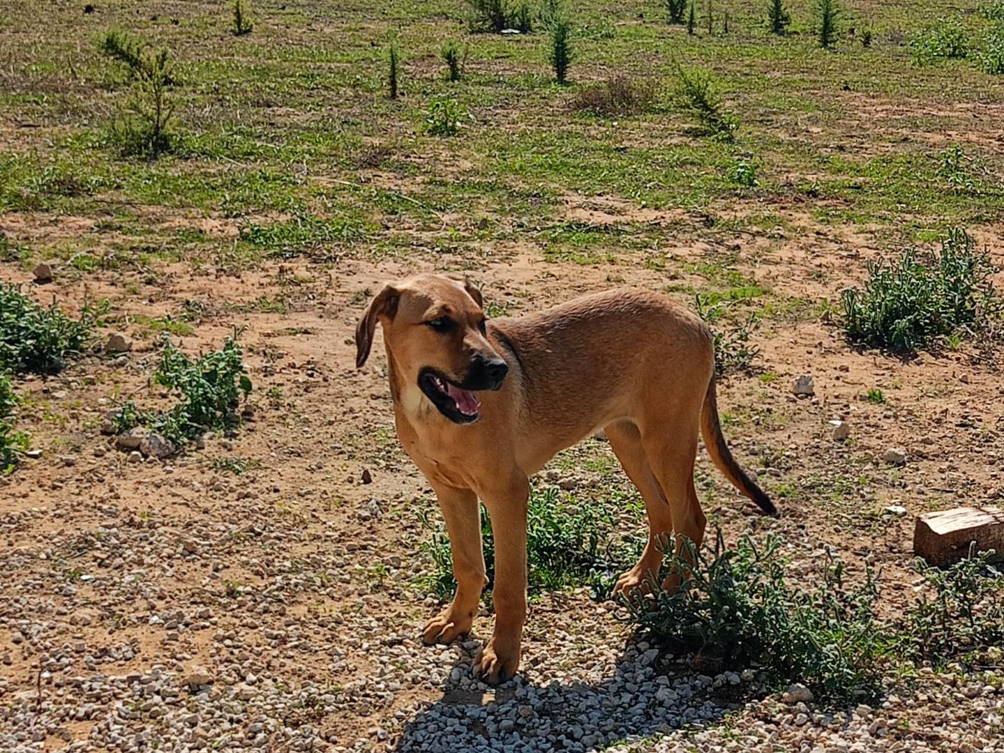 Adotta un cane, femmina, 5 mesi, Ragusa