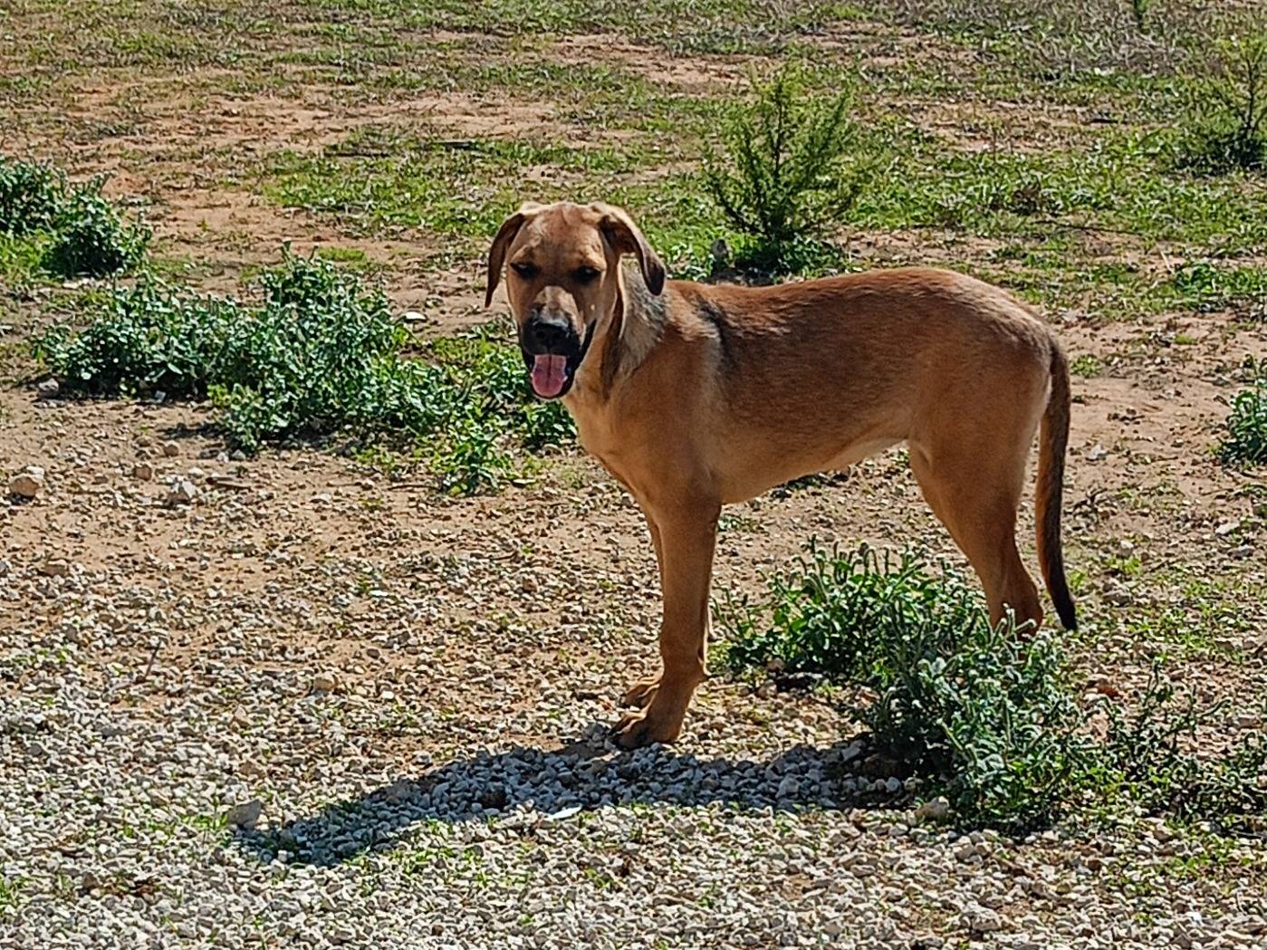 Adotta un cane, taglia media, femmina, Ragusa