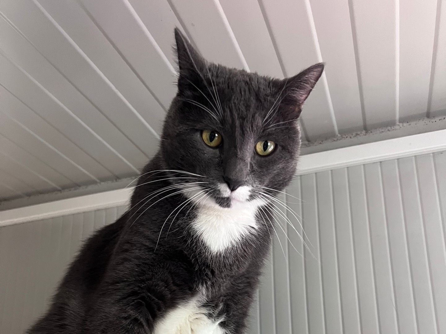 Adotta un gatto, maschio, 8 anni e 6 mesi, Milano