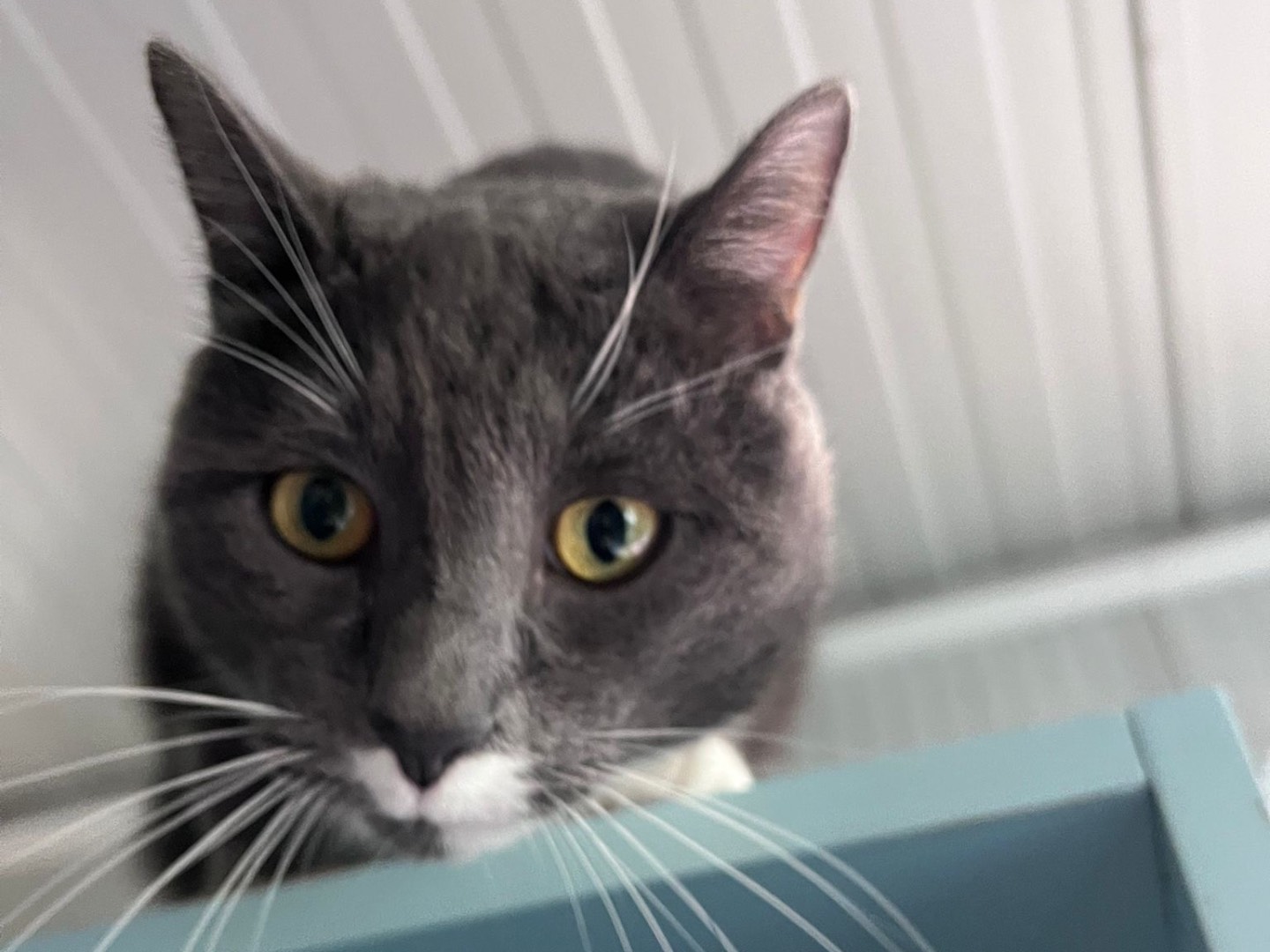 Vuoi adottare un gatto a Milano?