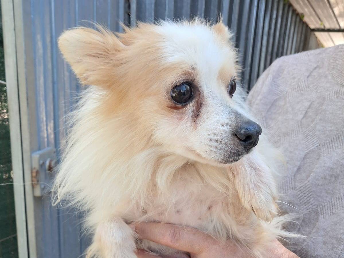 Adozione cane, maschio, Spitz Razza sconosciuta, 3 anni e 8 mesi, taglia piccola, Vicenza