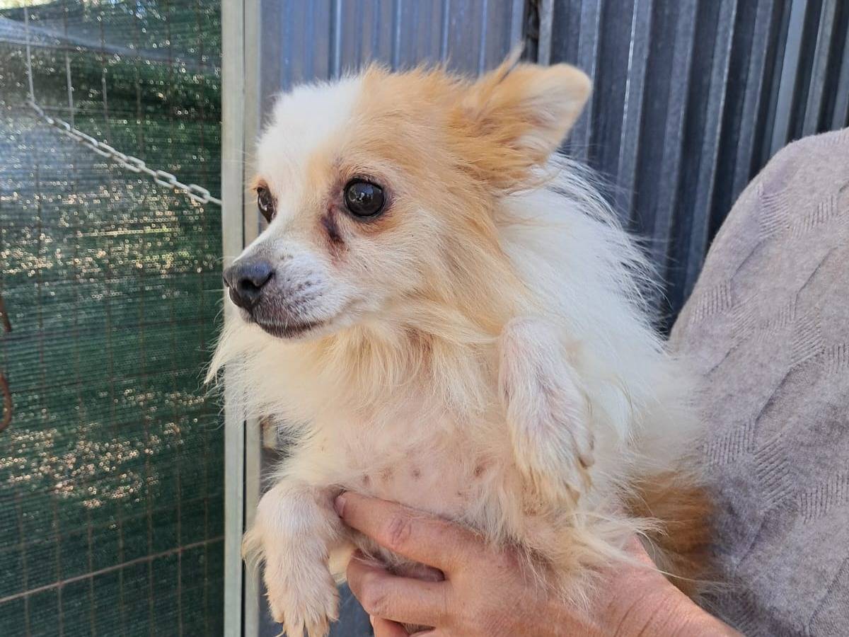 Adotta un cane, maschio, 3 anni e 8 mesi, Vicenza