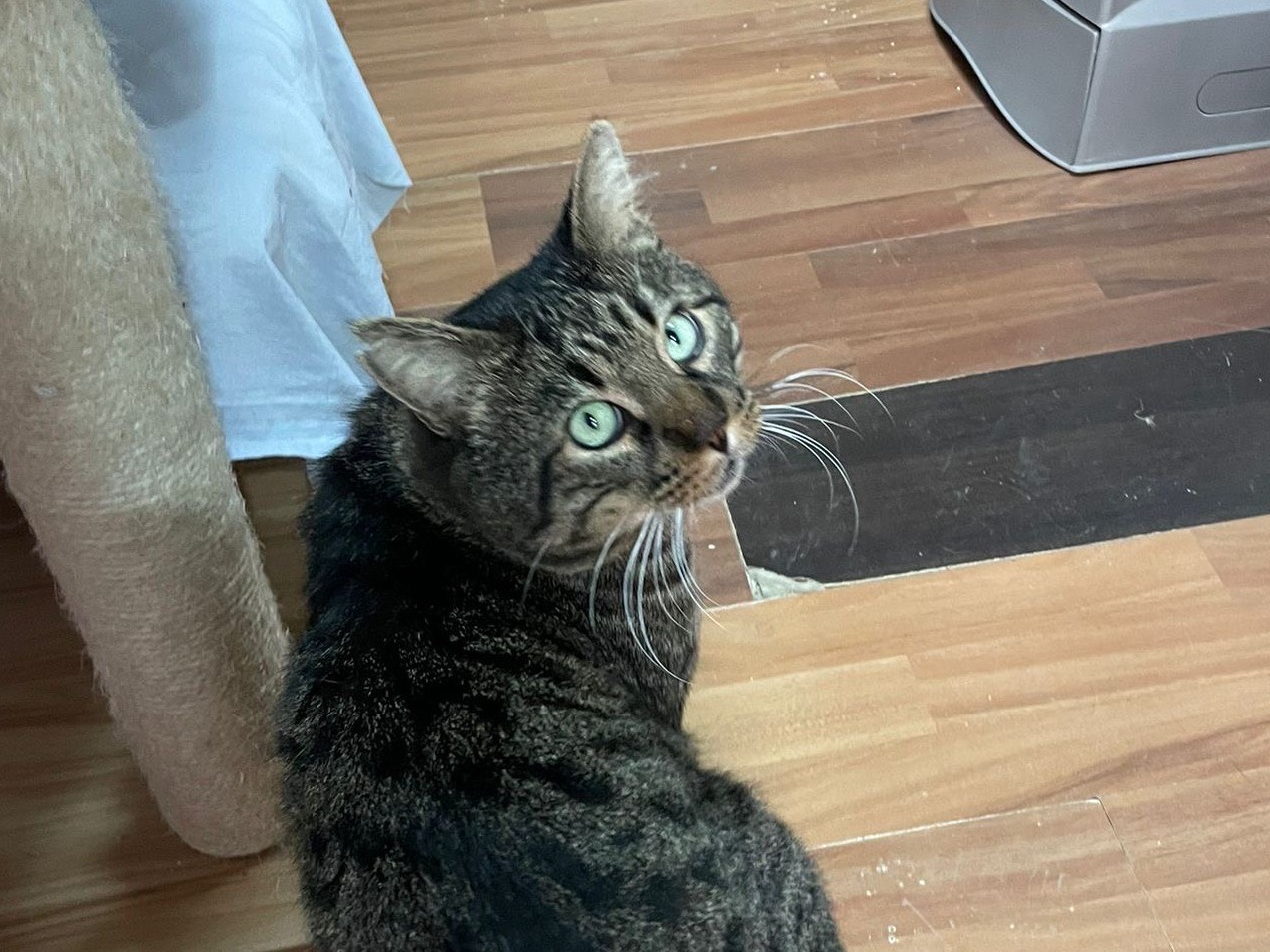 Adozione gatto, maschio, Razza sconosciuta Razza sconosciuta, 4 anni e 4 mesi, taglia non valida, Milano
