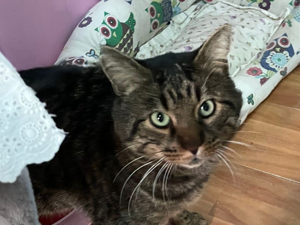 Adotta un gatto, maschio, 4 anni e 4 mesi, Milano