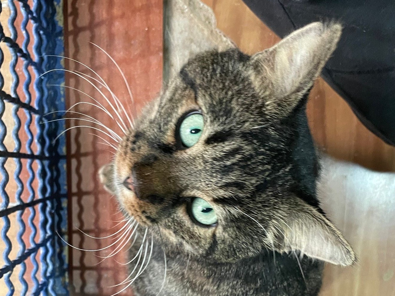 Adotta un gatto, taglia non valida, maschio, Milano