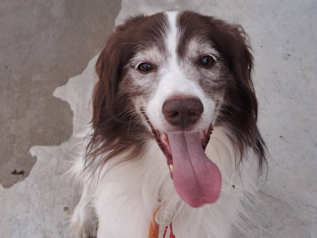 Adozione cane, maschio, Spaniel Razza sconosciuta, 5 anni e 4 mesi, taglia media, Milano