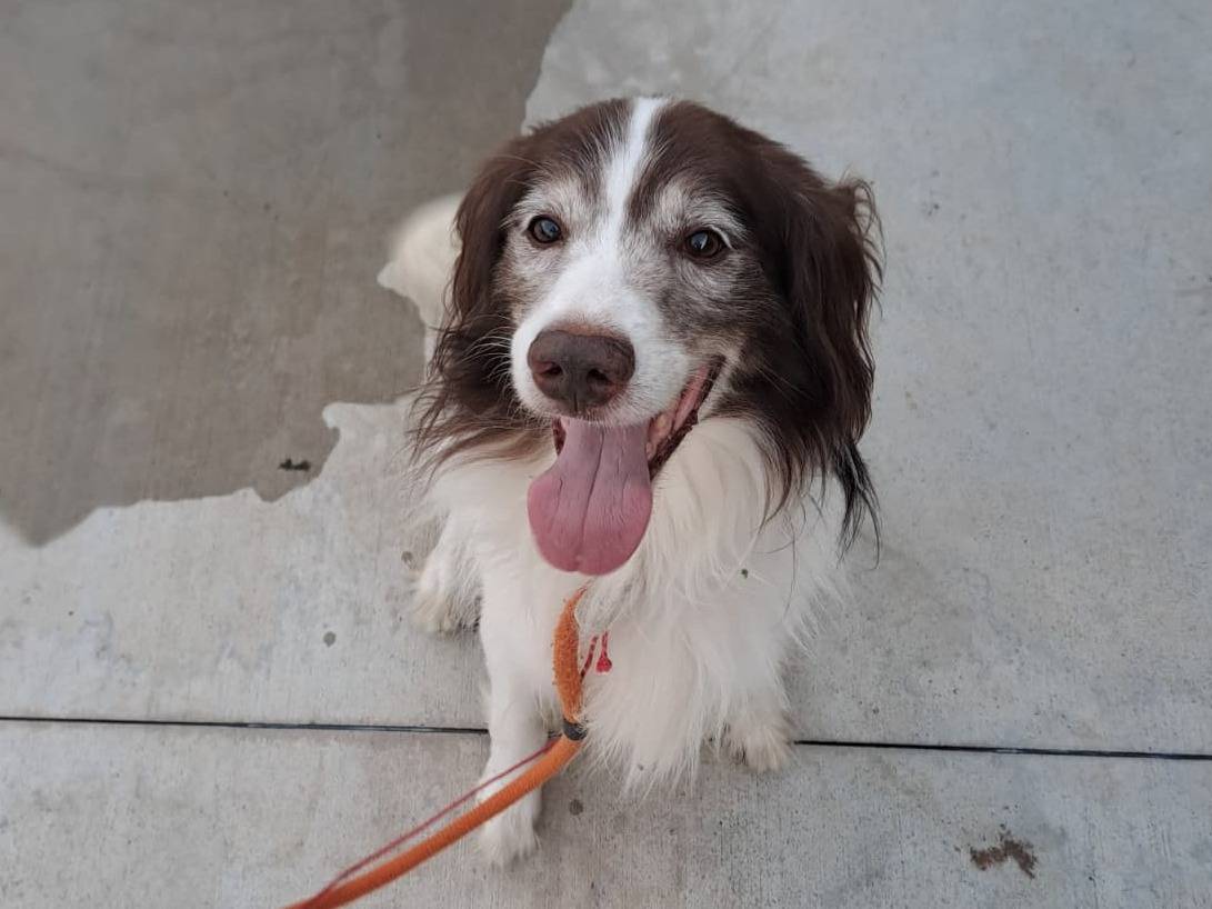 Adotta un cane, maschio, 5 anni e 4 mesi, Milano