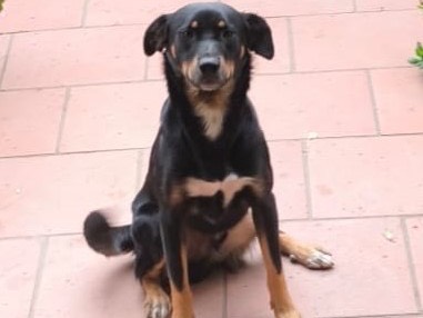 Adozione cane, maschio, Razza sconosciuta Razza sconosciuta, 2 anni, taglia media contenuta, Potenza