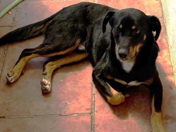 Adotta un cane, maschio, 2 anni, Potenza