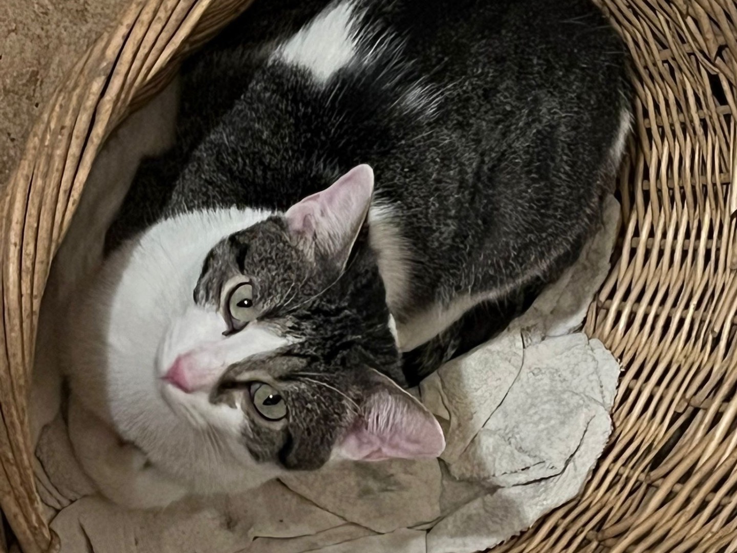 Adozione gatto, maschio, Razza sconosciuta Razza sconosciuta, 1 anno e 6 mesi, taglia non valida, Bari