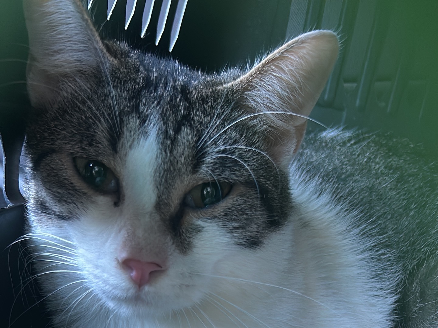 Adotta un gatto, maschio, 1 anno e 6 mesi, Bari