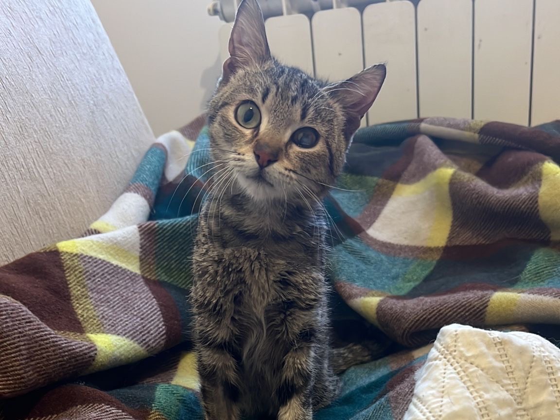 Adozione gatto, femmina, Razza sconosciuta Razza sconosciuta, 1 anno e 9 mesi, taglia non valida, Bari
