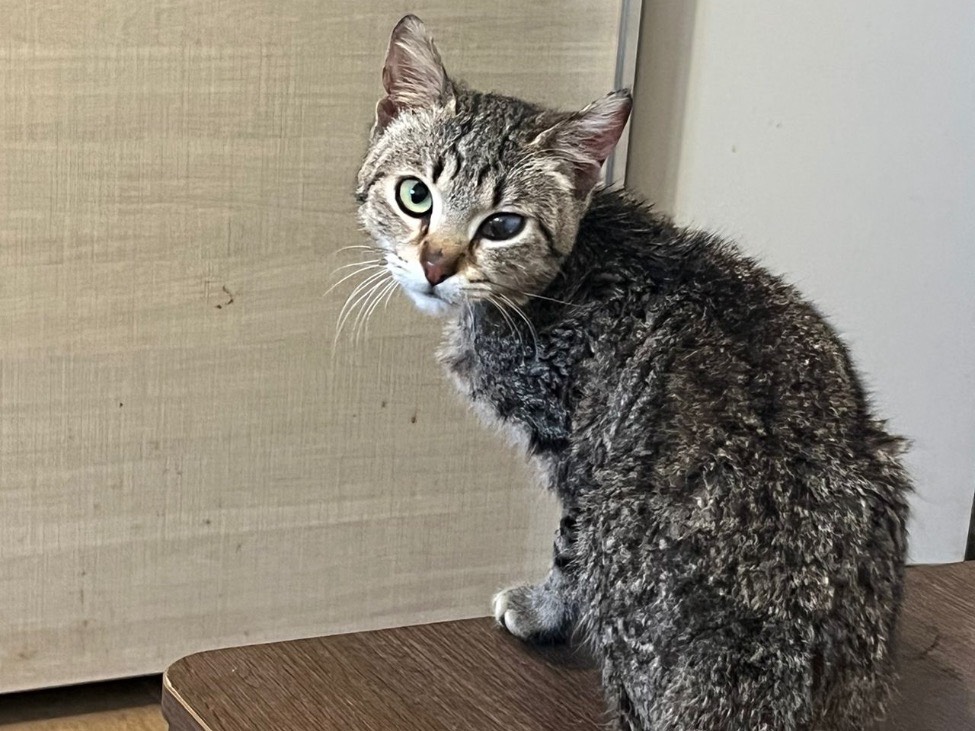 Adotta un gatto, femmina, 1 anno e 9 mesi, Bari