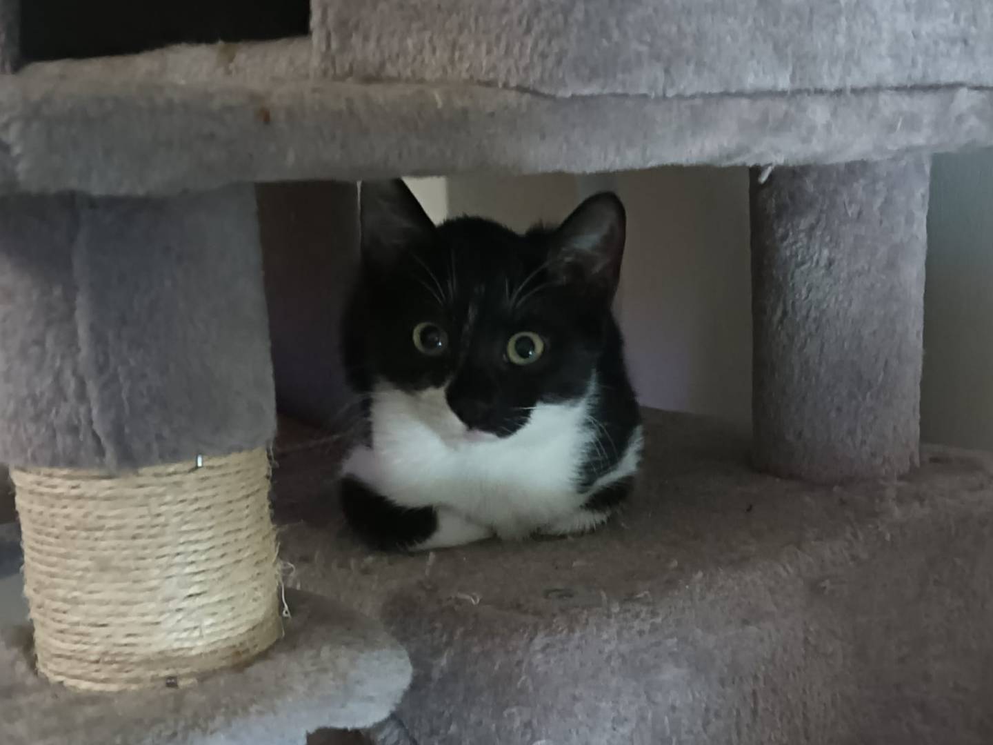 Adozione gatto, femmina, Razza sconosciuta Razza sconosciuta, 3 mesi, taglia non valida, Trieste