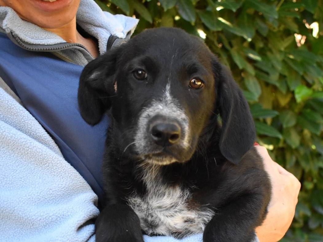 Adozione cane, maschio, Razza sconosciuta Razza sconosciuta, 3 mesi, taglia media contenuta, Roma