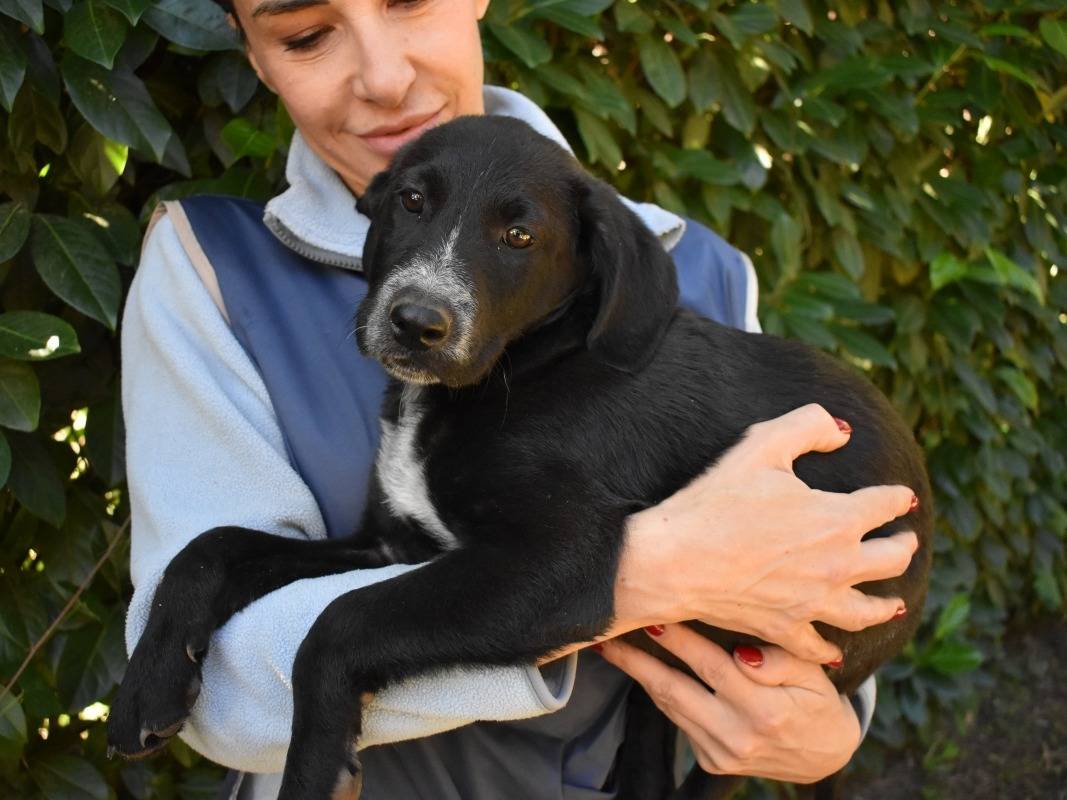 Adotta un cane, maschio, 3 mesi, Roma