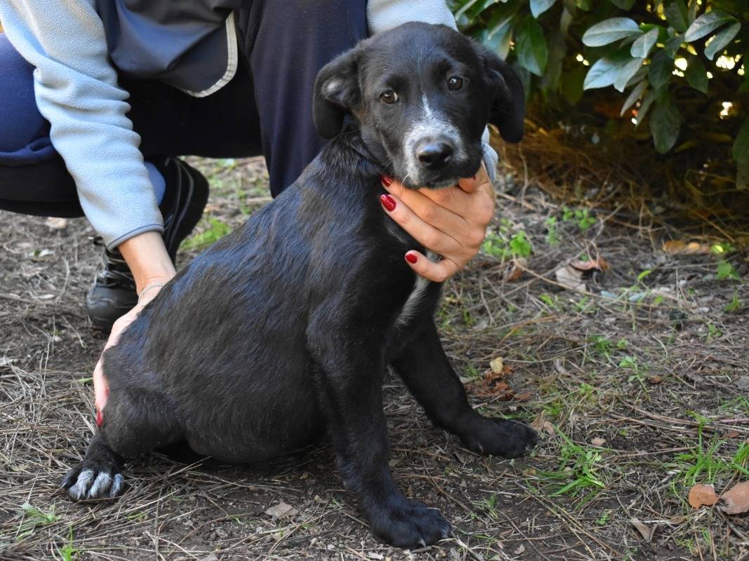 Adotta un cane, taglia media contenuta, maschio, Roma