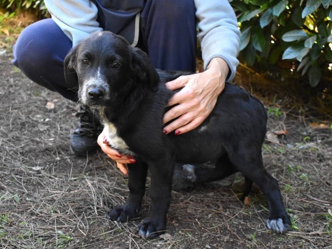 Vuoi adottare un cane a Roma?