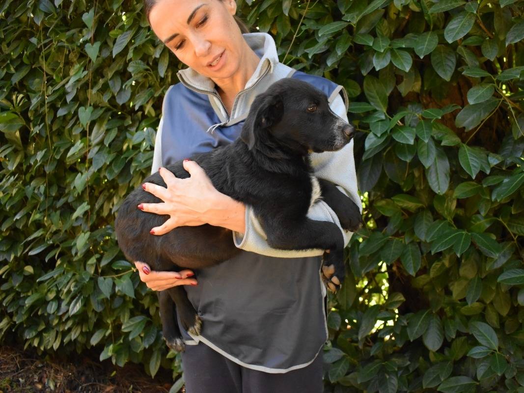 Adotta il cane Magus a Roma