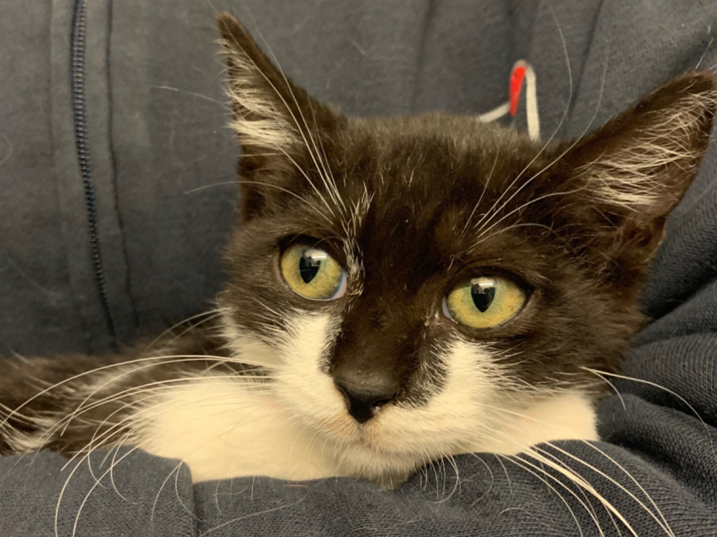 Adozione gatto, femmina, Razza sconosciuta Razza sconosciuta, 2 mesi, taglia non valida, Chieti