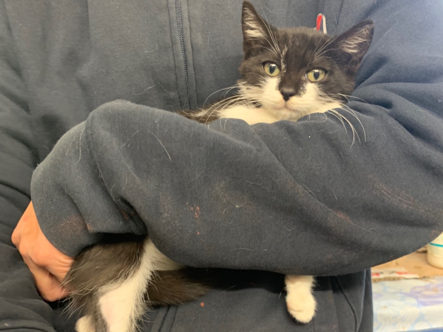 Adotta un gatto, femmina, 2 mesi, Chieti