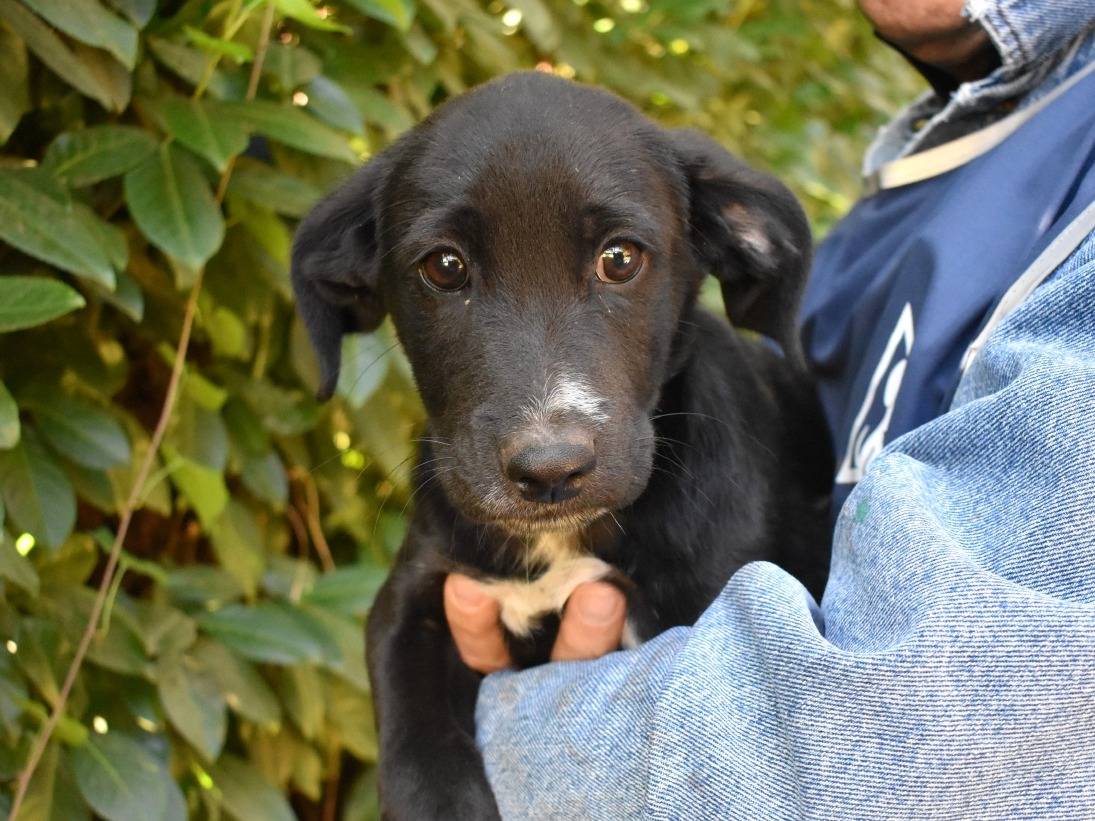 Adozione cane, maschio, Razza sconosciuta Razza sconosciuta, 3 mesi, taglia media, Roma