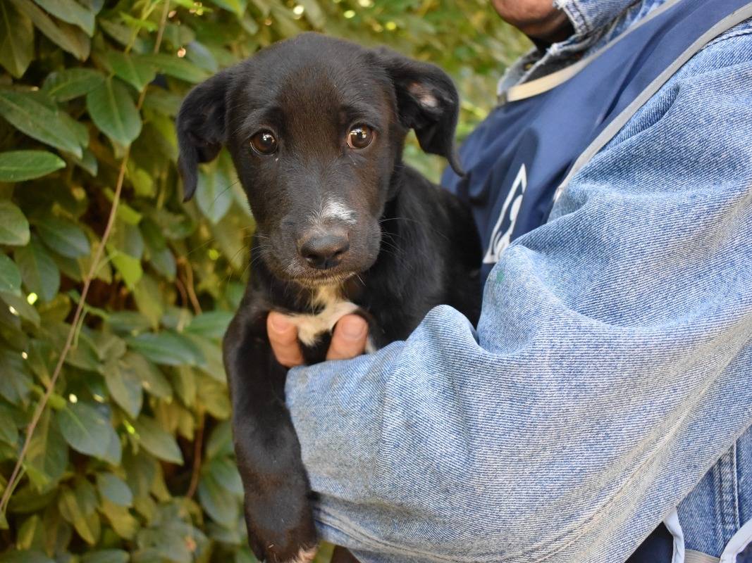 Adotta un cane, maschio, 3 mesi, Roma