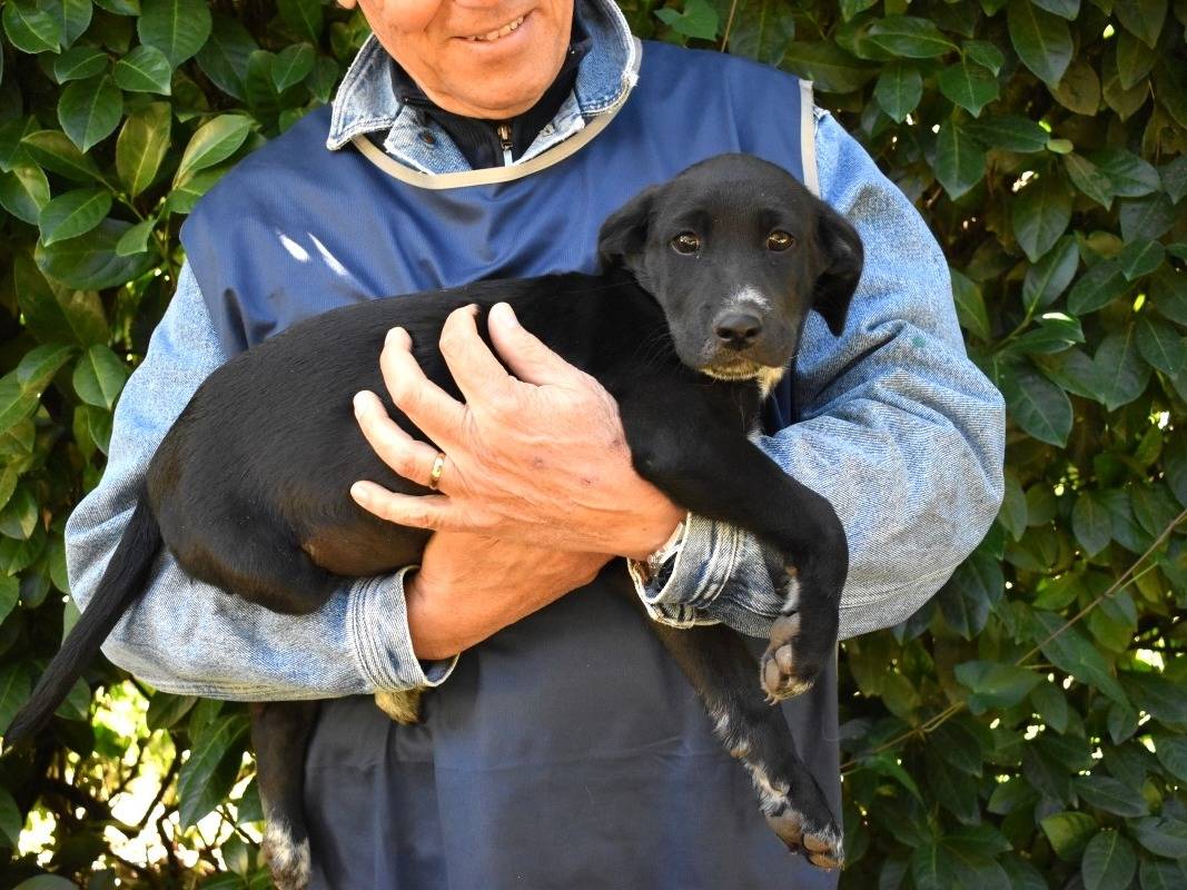 Adotta un cane, taglia media, maschio, Roma