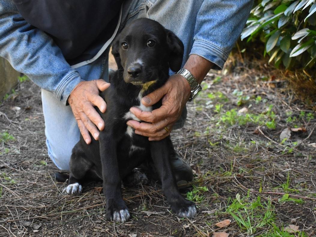 Vuoi adottare un cane a Roma?