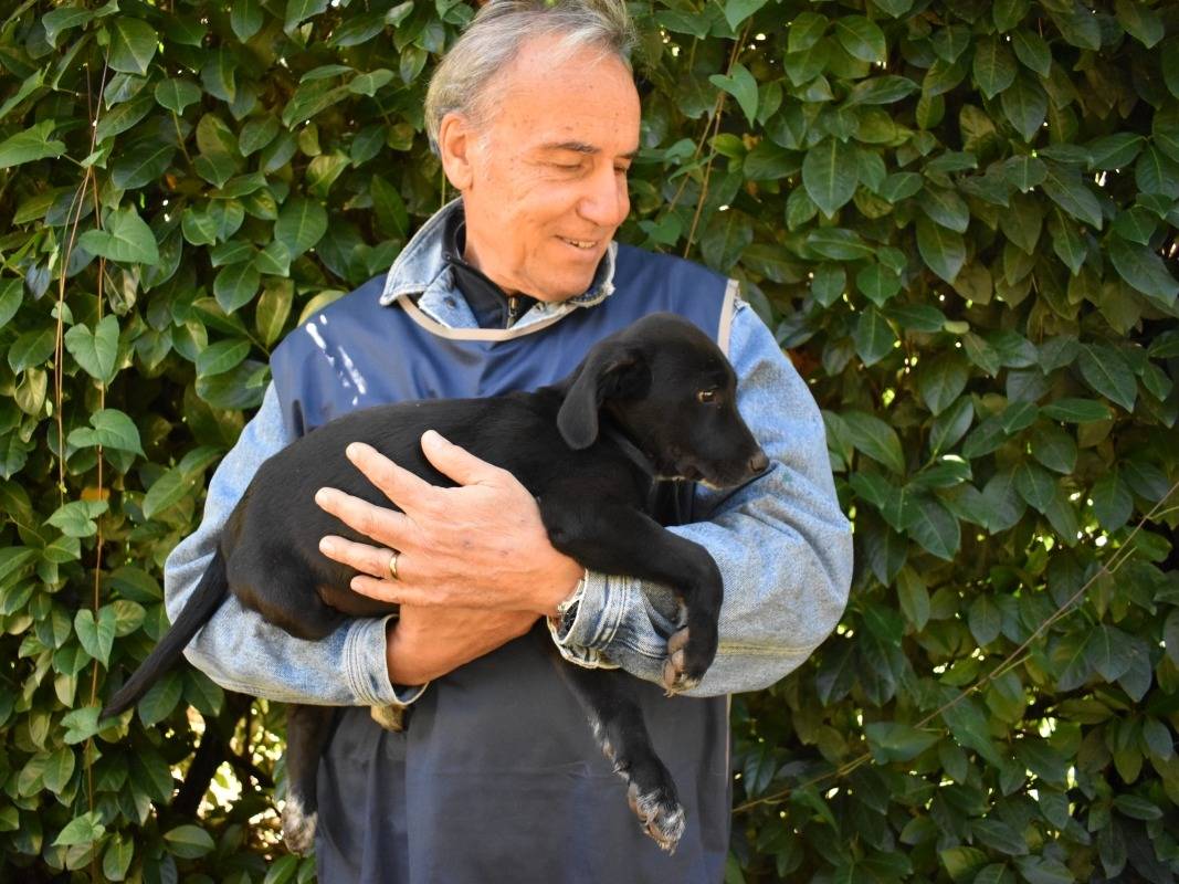 Adotta il cane Marlow a Roma