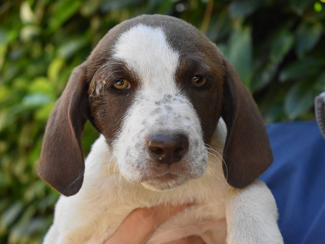 Adozione cane, femmina, Razza sconosciuta Razza sconosciuta, 3 mesi, taglia media, Roma
