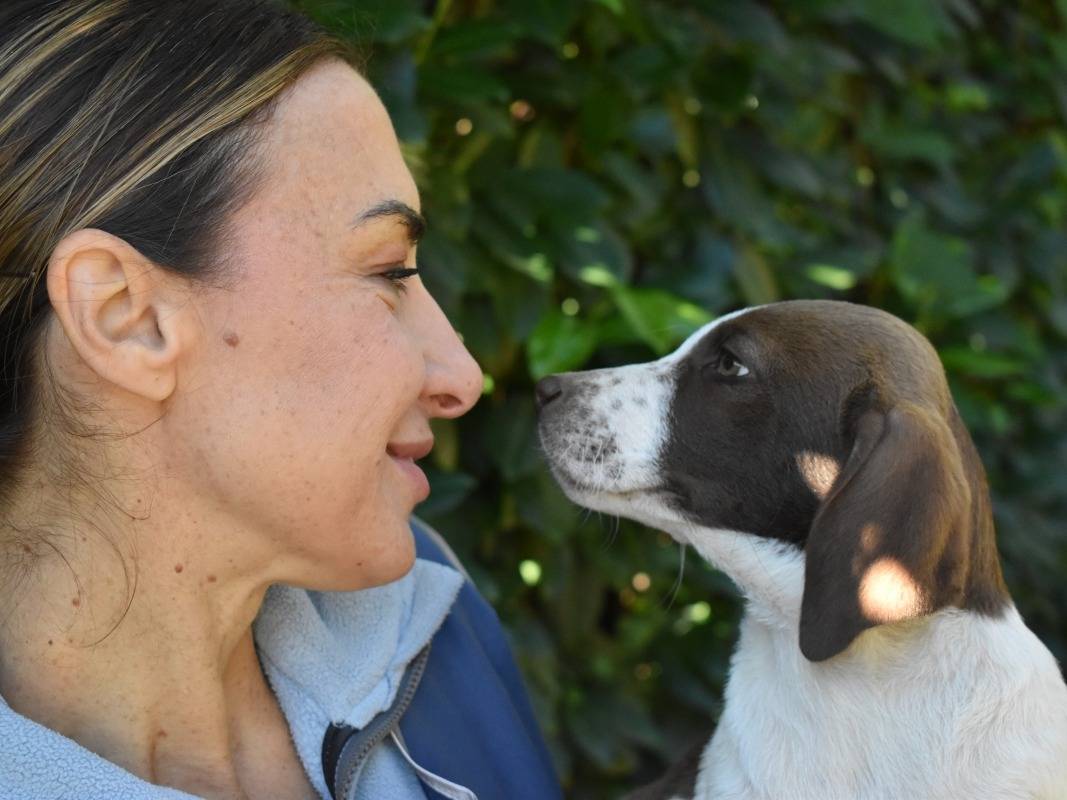 Adotta un cane, femmina, 3 mesi, Roma