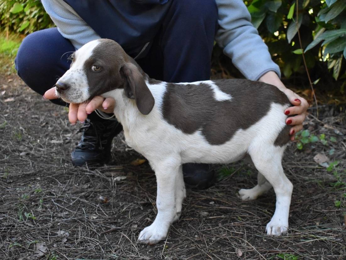 Adotta un cane, taglia media, femmina, Roma