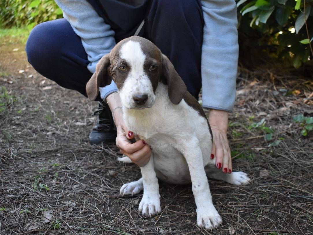Vuoi adottare un cane a Roma?