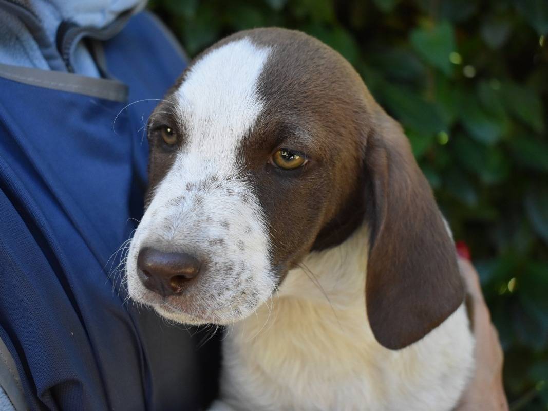 Adotta il cane Mirabella a Roma
