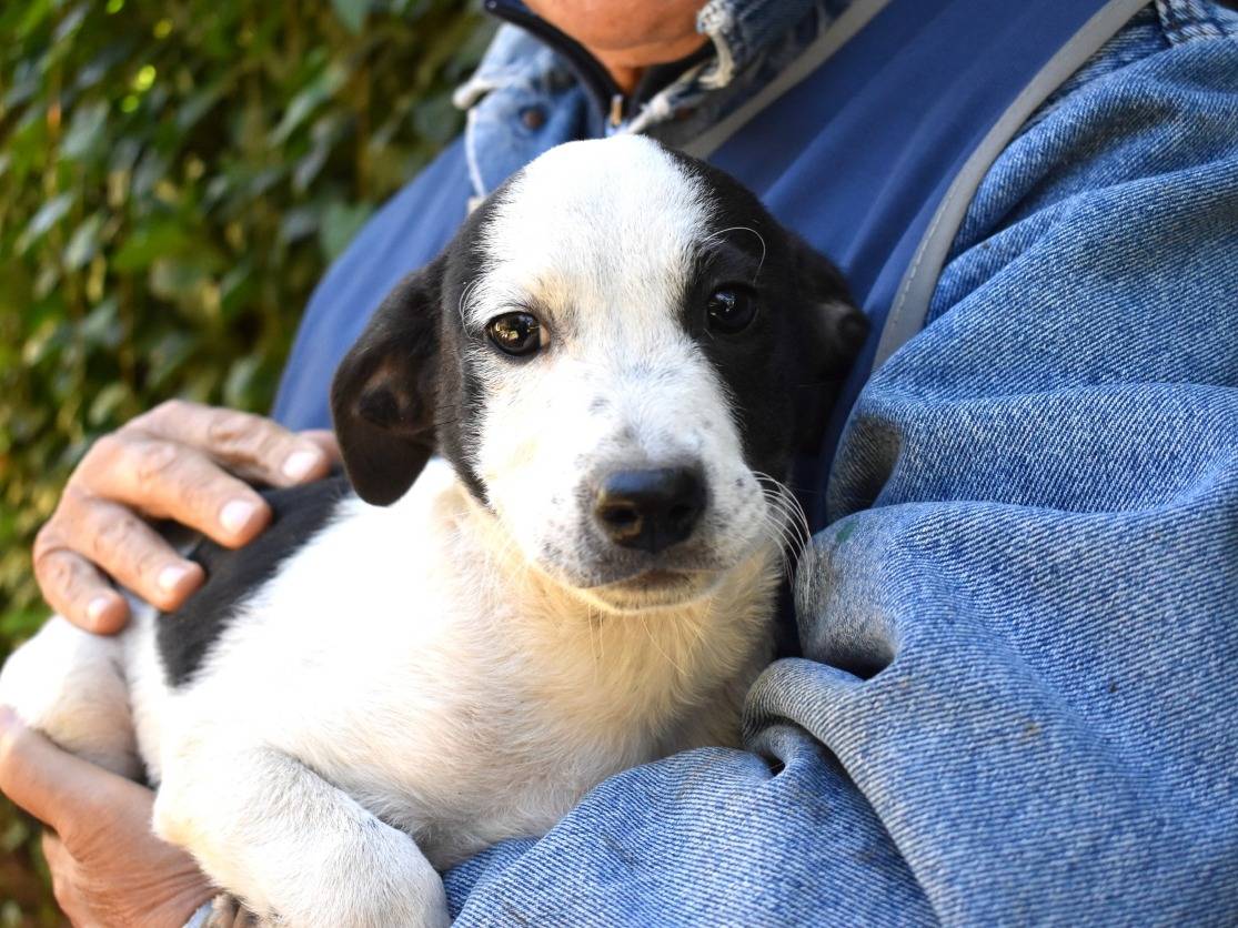 Adozione cane, femmina, Razza sconosciuta Razza sconosciuta, 3 mesi, taglia media, Roma