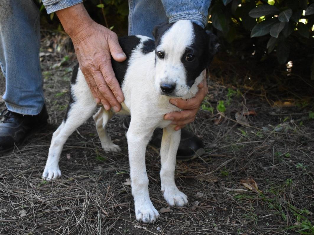 Adotta un cane, femmina, 3 mesi, Roma
