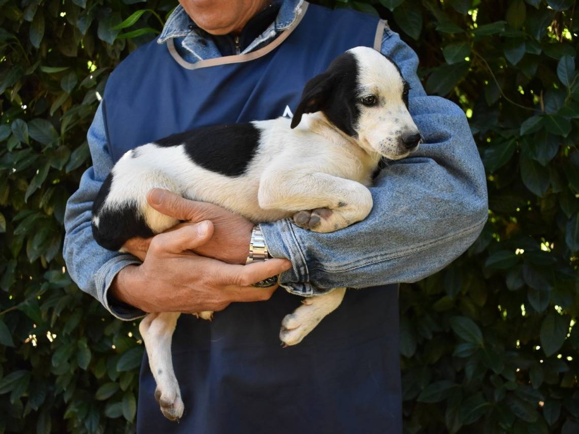 Adotta un cane, taglia media, femmina, Roma