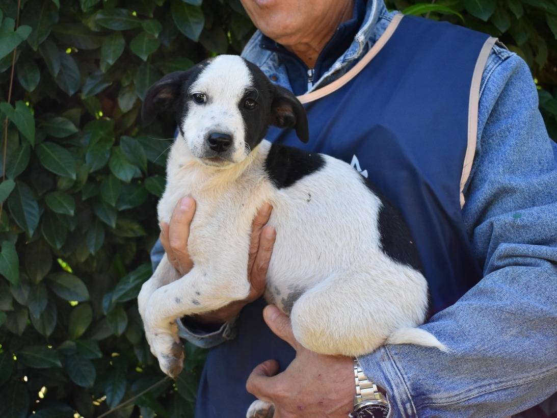 Vuoi adottare un cane a Roma?