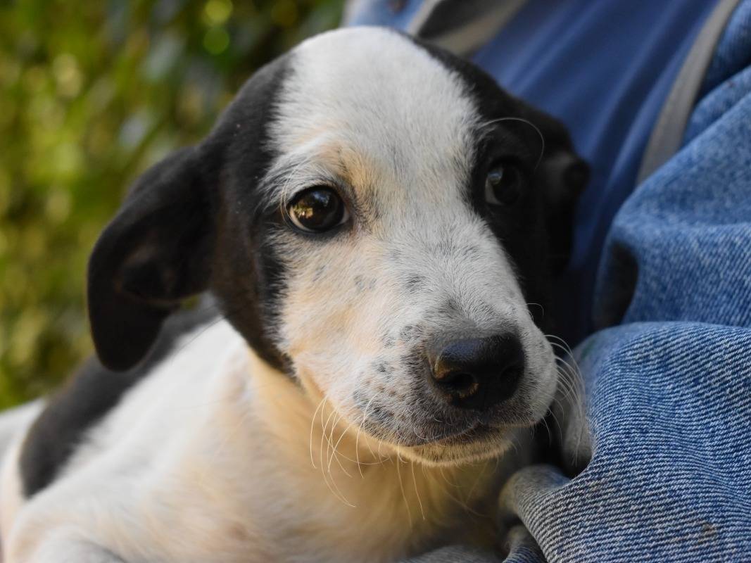 Adotta il cane Moretta a Roma