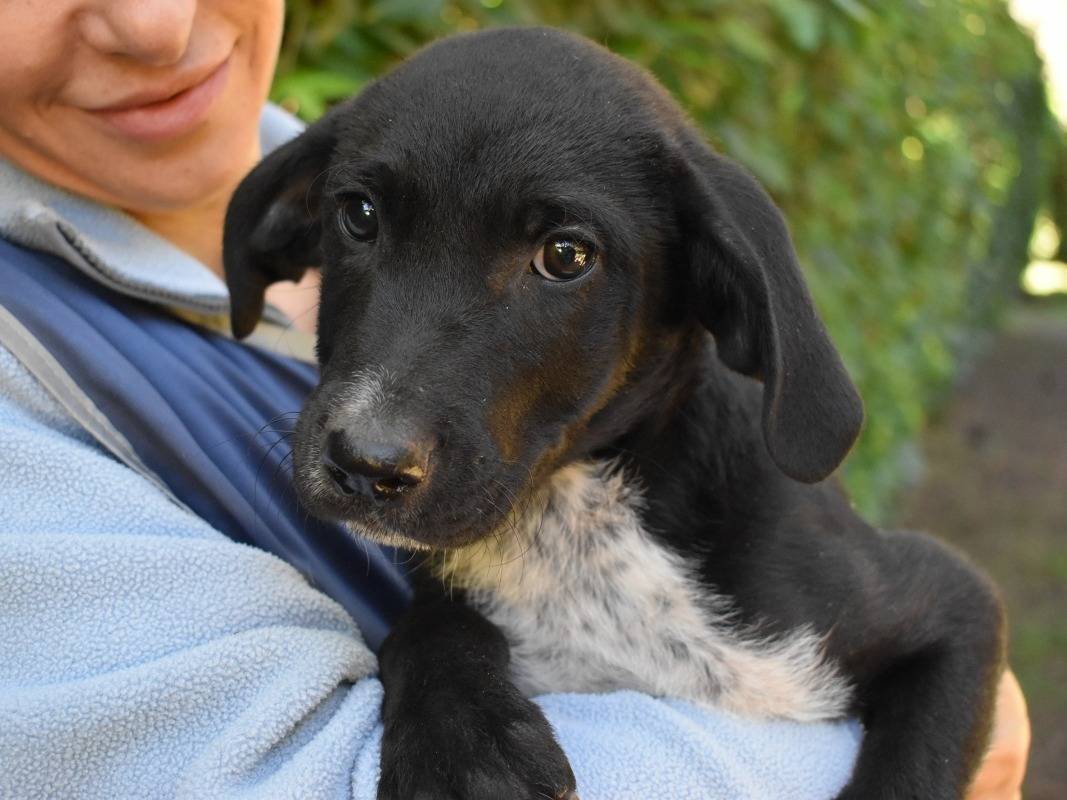 Adozione cane, maschio, Razza sconosciuta Razza sconosciuta, 3 mesi, taglia media, Roma