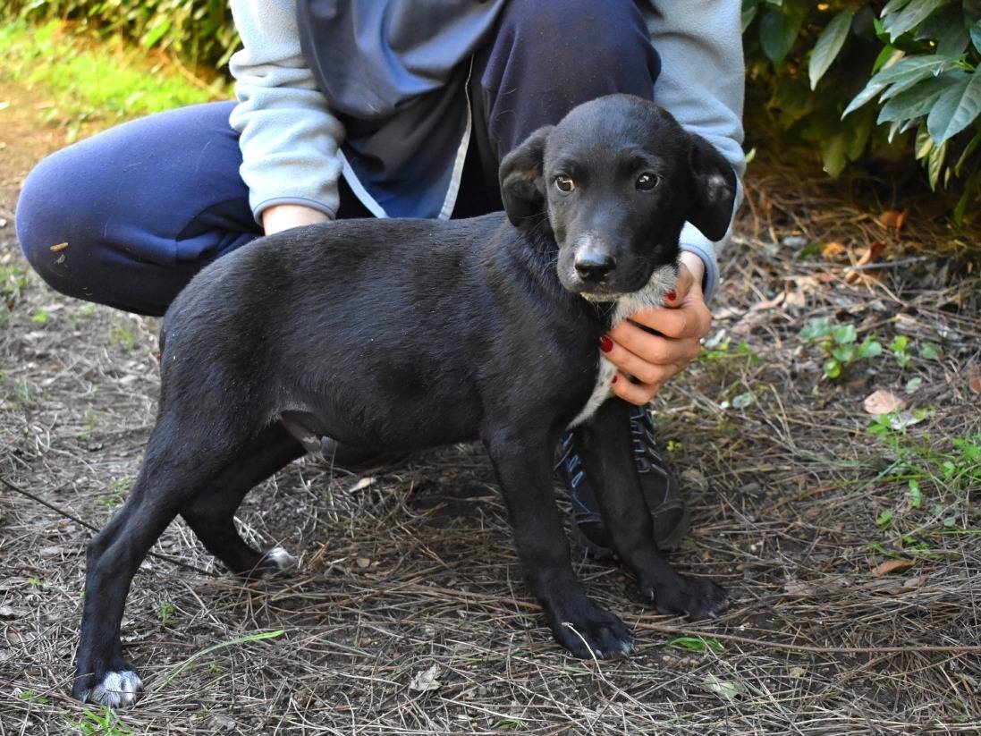 Adotta un cane, maschio, 3 mesi, Roma