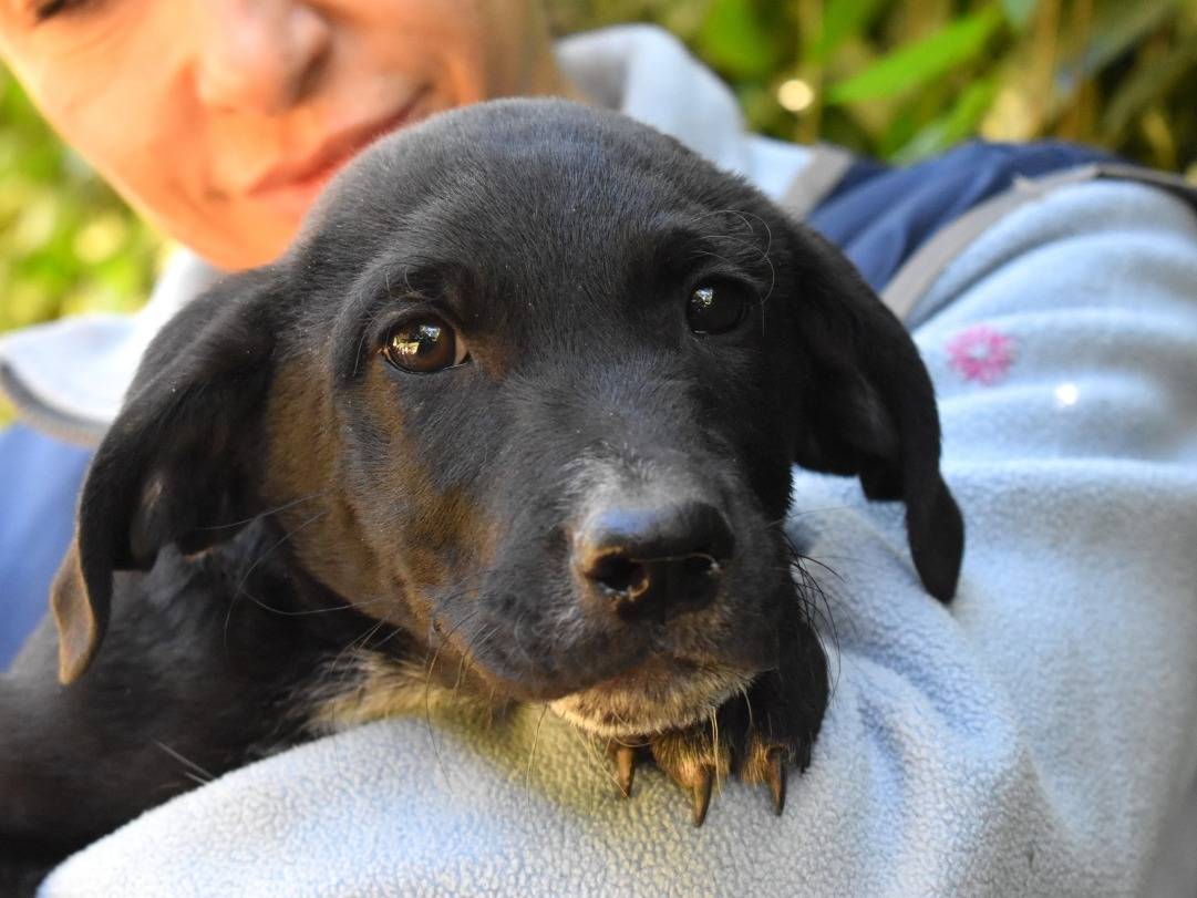Vuoi adottare un cane a Roma?
