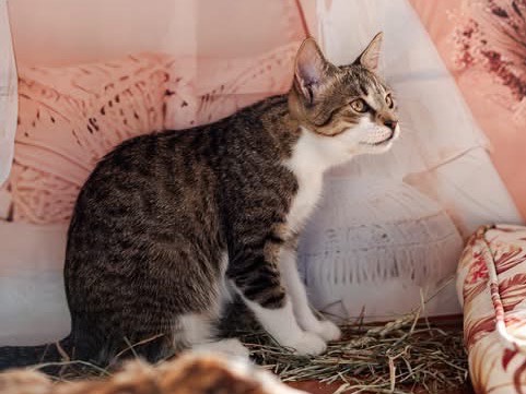 Foto 1 dell'animale