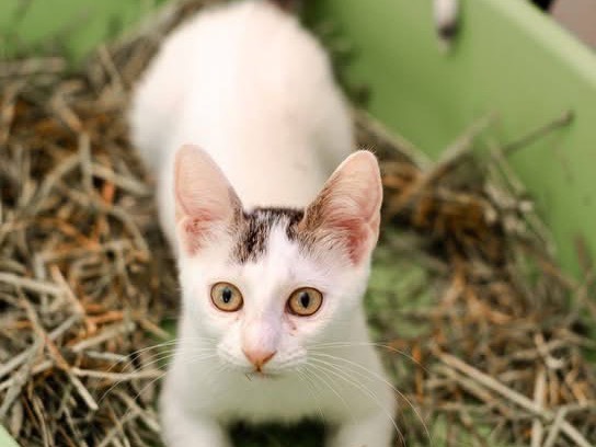 Vuoi adottare un gatto a Bari?