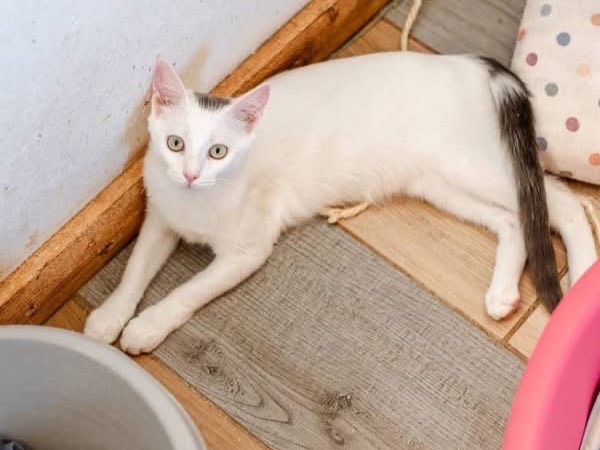Vuoi adottare un gatto a Bari?